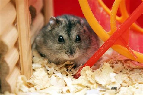 hamster stuff at petsmart|how much hamsters cost petsmart.